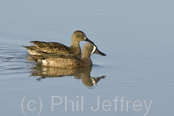 Blue-winged Teal