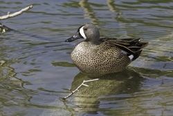Blue-winged Teal