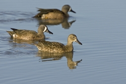 Blue-winged Teal