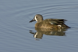 Blue-winged Teal