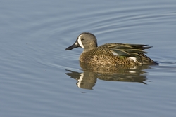 Blue-winged Teal