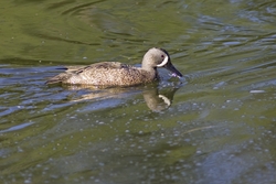 Blue-winged Teal