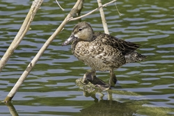 Blue-winged Teal