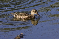 Blue-winged Teal