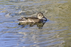 Blue-winged Teal