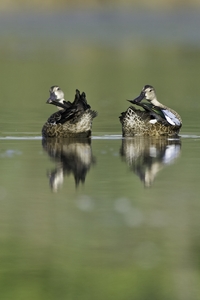 Blue-winged Teal