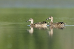 Blue-winged Teal