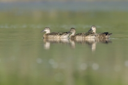 Blue-winged Teal