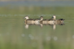 Blue-winged Teal