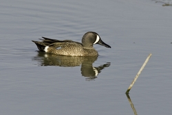 Blue-winged Teal