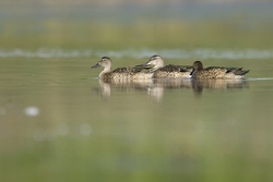 Blue-winged Teal