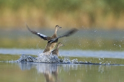 Blue-winged Teal