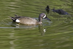 Blue-winged Teal