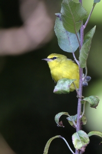 Blue-winged Warbler