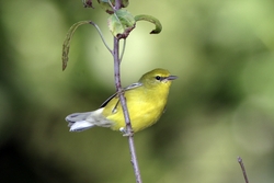 Blue-winged Warbler