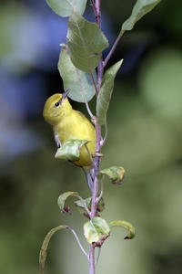 Blue-winged Warbler