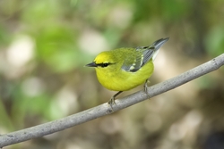 Blue-winged Warbler