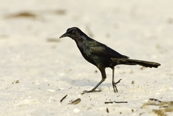 Boat-tailed Grackle