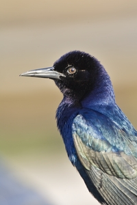 Boat-tailed Grackle