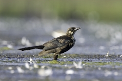 Boat-tailed Grackle