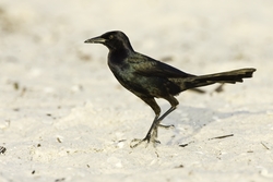 Boat-tailed Grackle