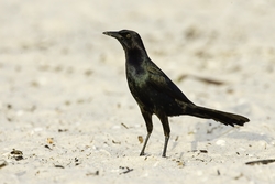 Boat-tailed Grackle