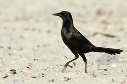 Boat-tailed Grackle