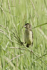 Bobolink