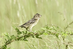 Bobolink