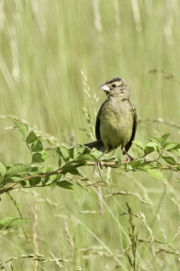 Bobolink