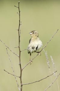 Bobolink