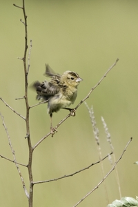 Bobolink