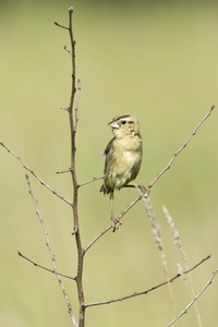 Bobolink