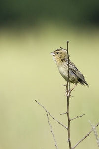 Bobolink