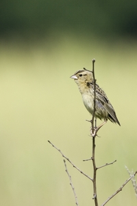 Bobolink