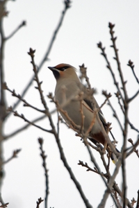 Bohemian Waxwing
