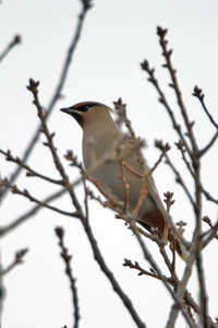 Bohemian Waxwing