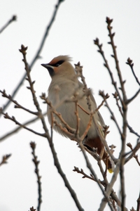 Bohemian Waxwing