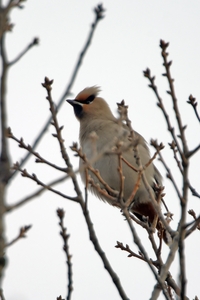 Bohemian Waxwing
