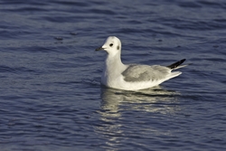 Bonaparte's Gull