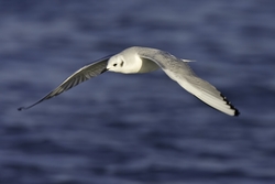 Bonaparte's Gull