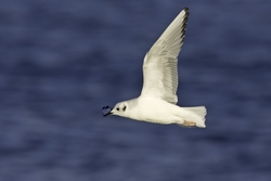 Bonaparte's Gull