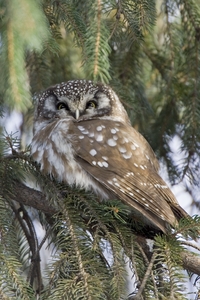 Boreal Owl