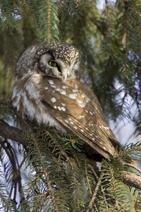 Boreal Owl