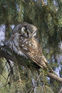 Boreal Owl