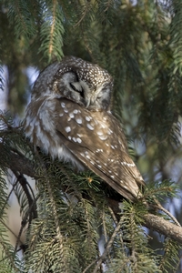 Boreal Owl