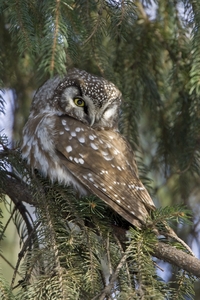 Boreal Owl