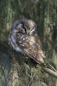 Boreal Owl