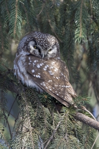 Boreal Owl