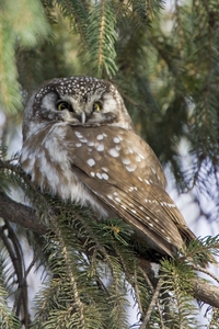 Boreal Owl
